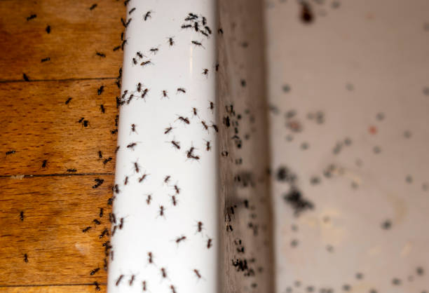 Best Mosquito Control Services  in Pinedale, WY